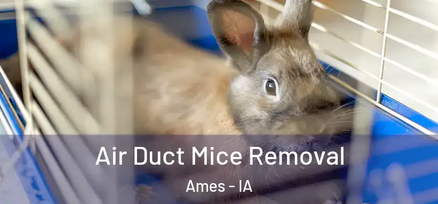  Air Duct Mice Removal Ames - IA